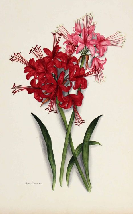 The Flowers of South Africa, Cape Peninsula, private album, 1903. Watercolor, unknown artist. Via Ki