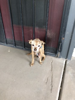  		I took a hot new girl to the GH yesterday and as we were walking in we  noticed a dog sitting by the entrance who was in poor shape.  We took  the dog inside and gave him some badly needed water before calling  animal rescue.  This little guy obviously