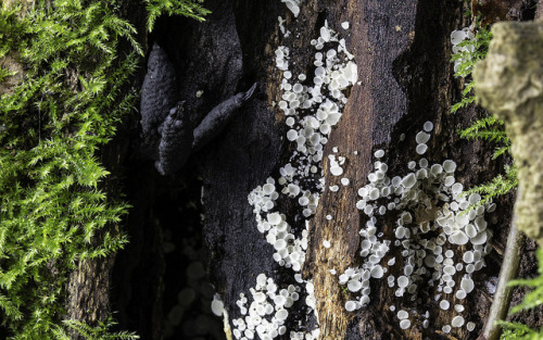 Xylaria longipes &amp; Lachnum sp by Steve Balcombe on Flickr.