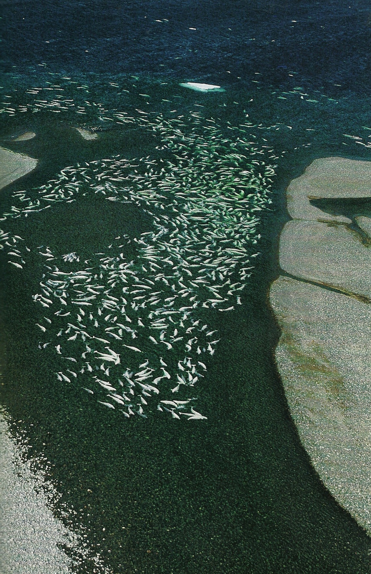 vintagenatgeographic:Beluga whales clogging a river vein on Somerset Island, Canada