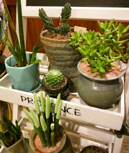 Succulents in Seoul.