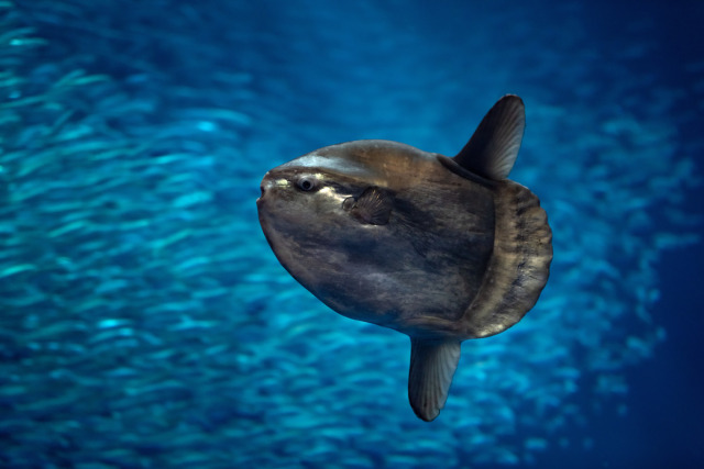 An ocean sunfish (Mola mola) swims from right to left, with its dorsal and anal fins sticking straight up and down. A large, indistinct school of silvery sardines swims in the background.