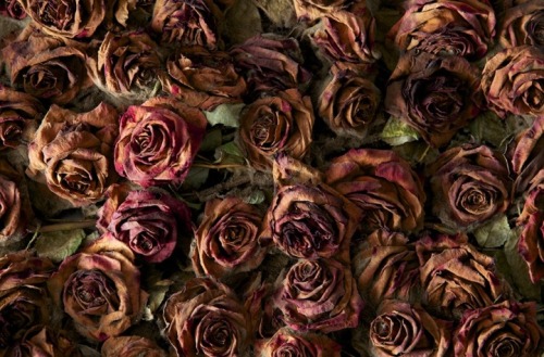 beautilation:Anya Gallaccio, Red on Green: the life and death of 10,000 roses