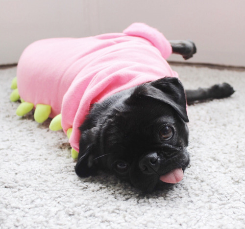 pugs:  pug-a-saurus-rex   