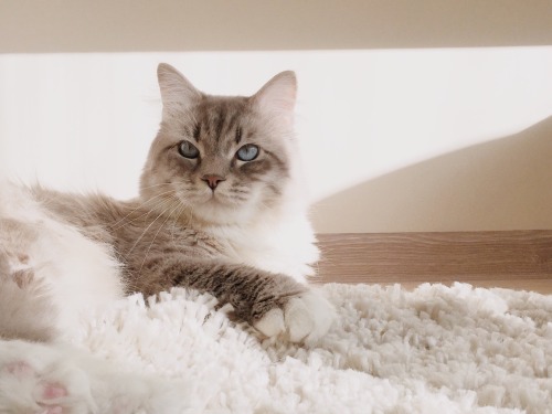 tinyhappykoala:tinyhappykoala:sunny sunday morning filled with light and softness ☁️{ig: _nastika_ }