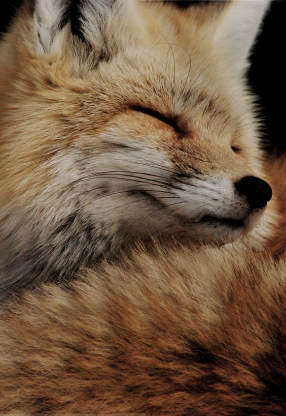 Of hearth and bone, kintype-aesthetic: Red fox aesthetic for anon!...