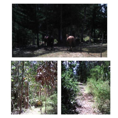 XXX #Pichilemu  #Bosque #trekking #tree #Musica photo