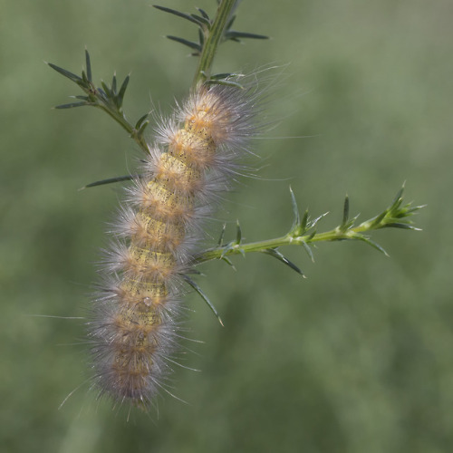 textless:Nonstop caterpillar party.  Cochise County, Arizona, summer to fall 2018.