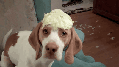 gifsboom:  Dog Steals Cabbage. video