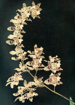 nemfrog:Odontoglossum rolfee. Orchids for everyone. 1910. 