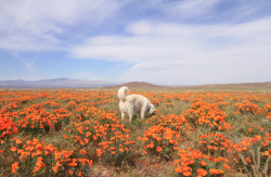 johnandwolf:  Antelope Valley Poppy Fields,