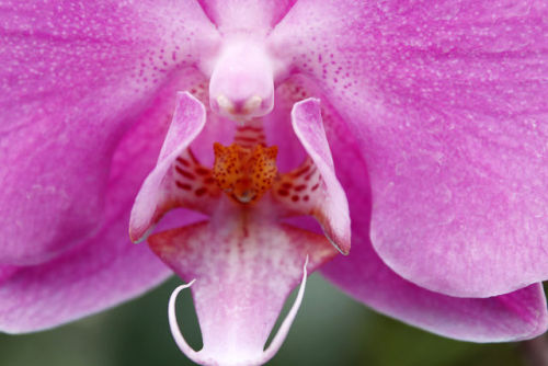 Acercamiento de una orquídea on Flickr.Orquídea.