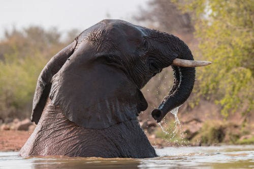 Elephant enjoying solitude by DennisGlosik