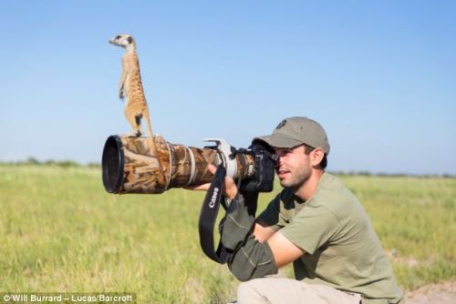 catsbeaversandducks:  The perks of being a wildlife photographer. 