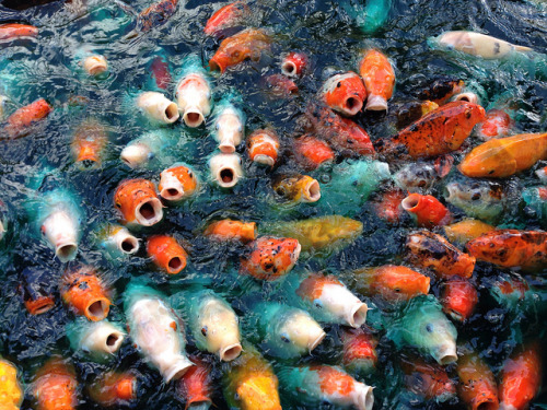 hungry koi by cindyli on Flickr.More Animals here.