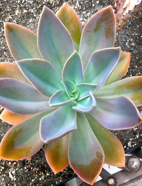 The colors!  A beautiful Echeveria at the Berkshire Botanical Garden.