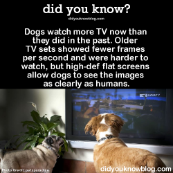 did-you-kno:  Dogs watch more TV now than