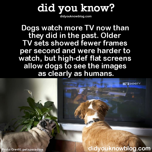 did-you-kno:  Dogs watch more TV now than porn pictures