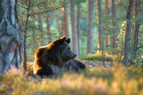 sapphicrevan: tulipnight: In the Morning Sun by Dasa Ksandrova [ID: three photos of a brown bea