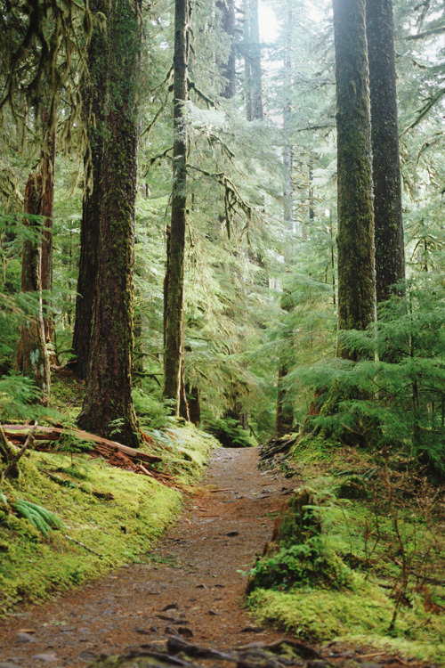 mystic-revelations:  Forest light. By Danielle Hughson 
