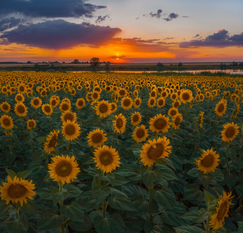 expressions-of-nature:by Fedor Lashkov