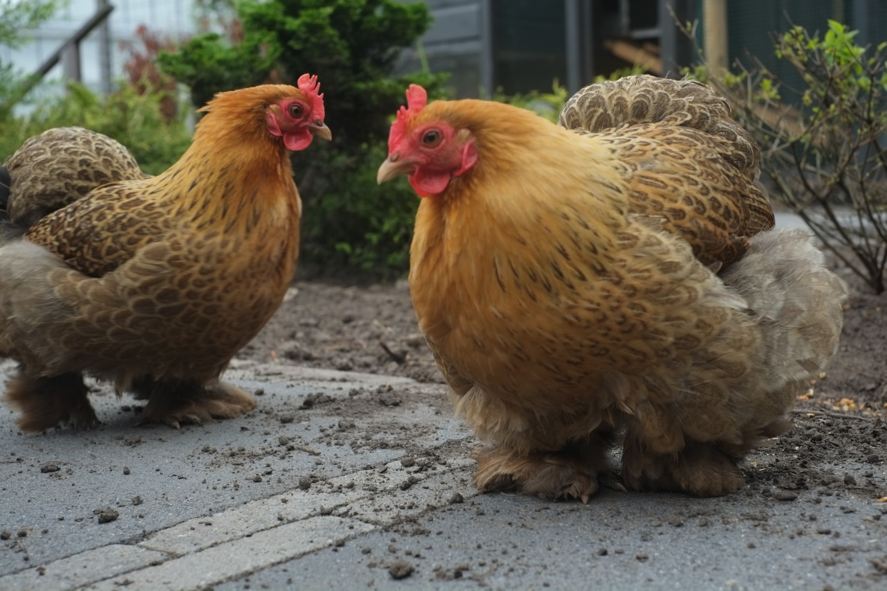 commanderholly:  crazyparrotlady:  breakfastisconfusingnaya:  Here again, my fluffy