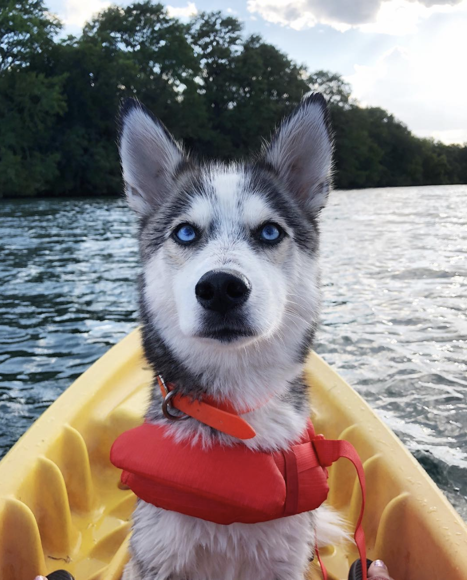 brookbooh:  This husky is wonderful@kikythehusky