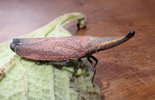 Bigsnout Lanternfly, Zanna Turrita, Fulgoridae