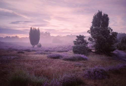 Westruper Heide, Germany by clara.tardis