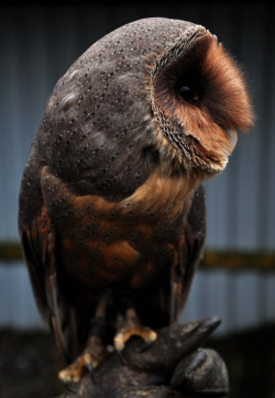 owlsday:  Melanistic Barn Owl by Glenn McNaughton