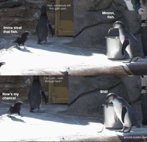 I managed to capture this little drama at the penguin enclosure yesterday. The penguin contemplating