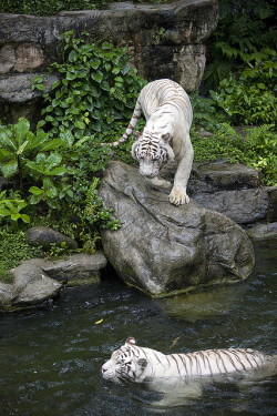 theanimaleffect:White tigers bath time by Barry Zee on Flickr.