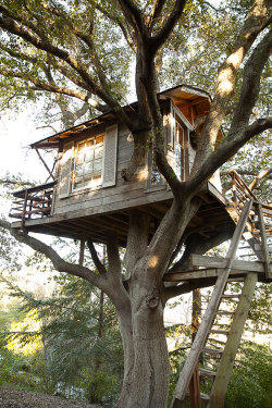 treehauslove: San Francisco Treehouse. A treehouse build 7.6 meters up in an 125-year-old coast live oak. Recycled, reclaimed and vintage materials have been used in the making. The whole construction has been put up in the tree without using any bolts