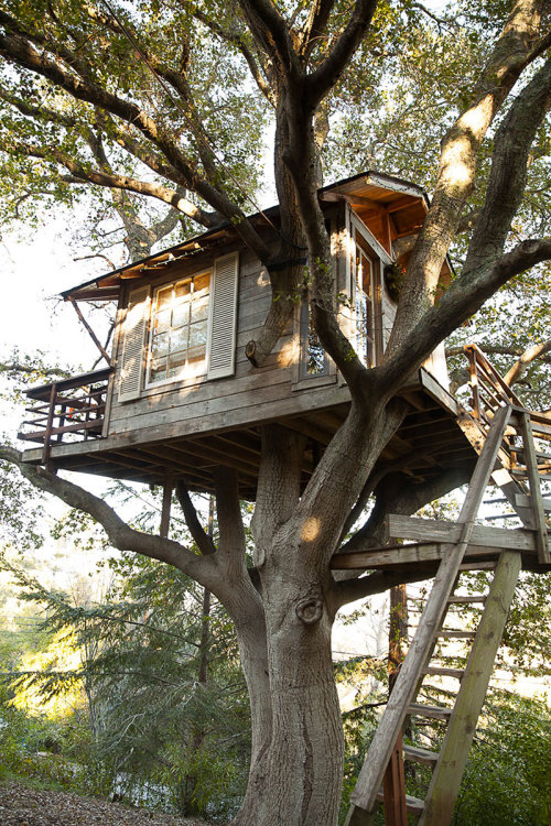 Sex treehauslove:  San Francisco Treehouse. A pictures
