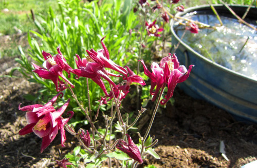 April 2015 - Aquilegia and Minipond (Alkaline Bed)The minipond is surrounded by various herbs and wi