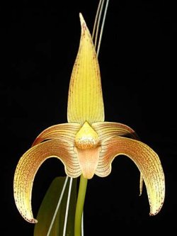 lookingafterorchids:    Bulbophyllum or Bulb is an amazing orchid genus. The first thing to know about that it is not only the biggest genus of orchids (more than 2000 species), but it’s also one of the biggest genera of flowering plants, so Bulbophyllum