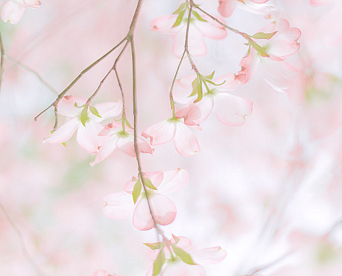 kiyumie:Soft pink Dogwood - Credit : Au Petit Gout  /  My edit