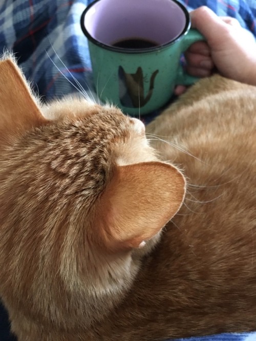 gandalftherainbow:Happy New Year from me, Watson and my cup of coffee.