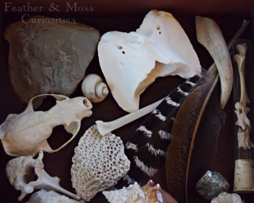 featherandmoss:Curiosity collection at Feather & Moss.