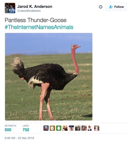 scientificphilosopher: The Internet Names Animals [source]