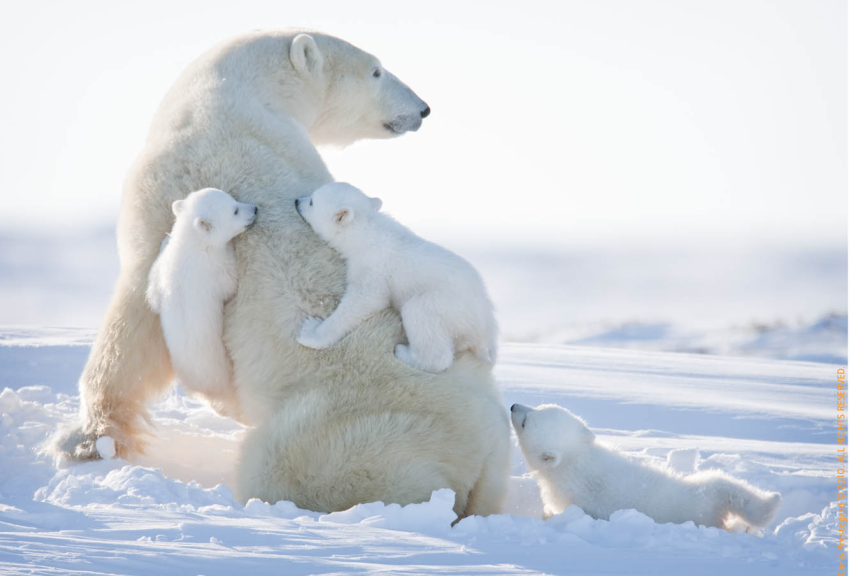 abearygoodblog:  Polar Bear Babies II: Adorable Triplets 