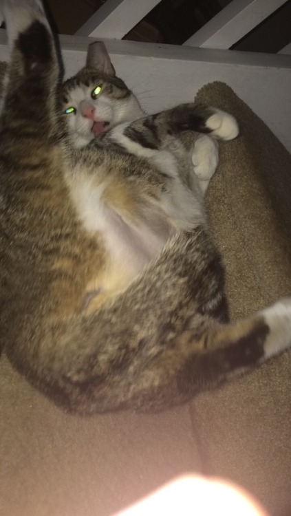 unflatteringcatselfies:  make my cat tumblr famous please
