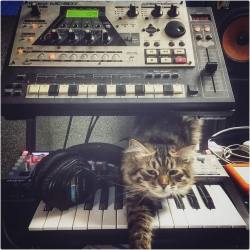 qtzmusic:  #synthcat #🎛 #🎚 #🎹 #synthporn #studioporn #grooveporn #roland #mc307 #groovebox #novation #25slmkii #krk #v88  #sony #mdr7506 #cat #catsonsynths #catsonsynthesizers (at Moscow, Russia)