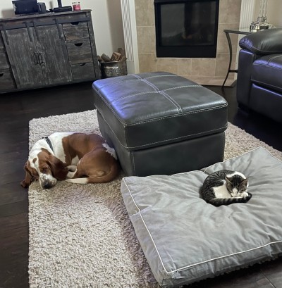 catasters: