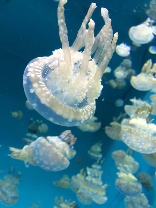 marn-i-magery: More jellies! 6.26.15