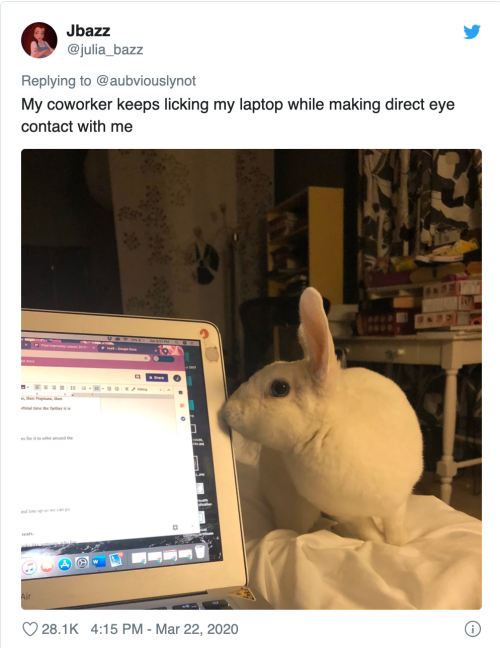 justdailystories: Hilarious Twitter Thread Where People Pretend Their Pets Are Workers