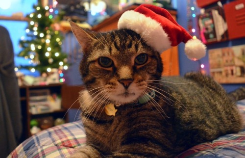 paeeje:Merry Christmas from Abby, Elijah, Koda, Izzie, Ted, Tiddles, and Jazzy! I have seven cats an