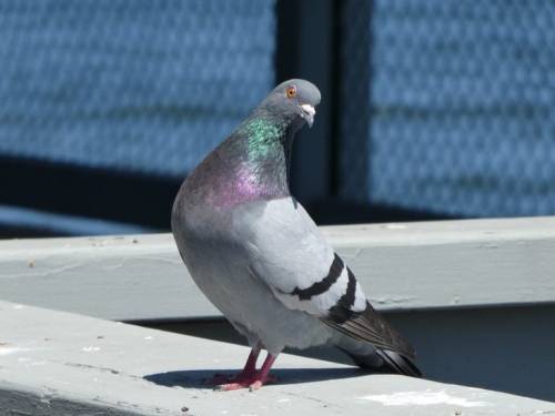 pigeonaday:Hey, how’s it going?