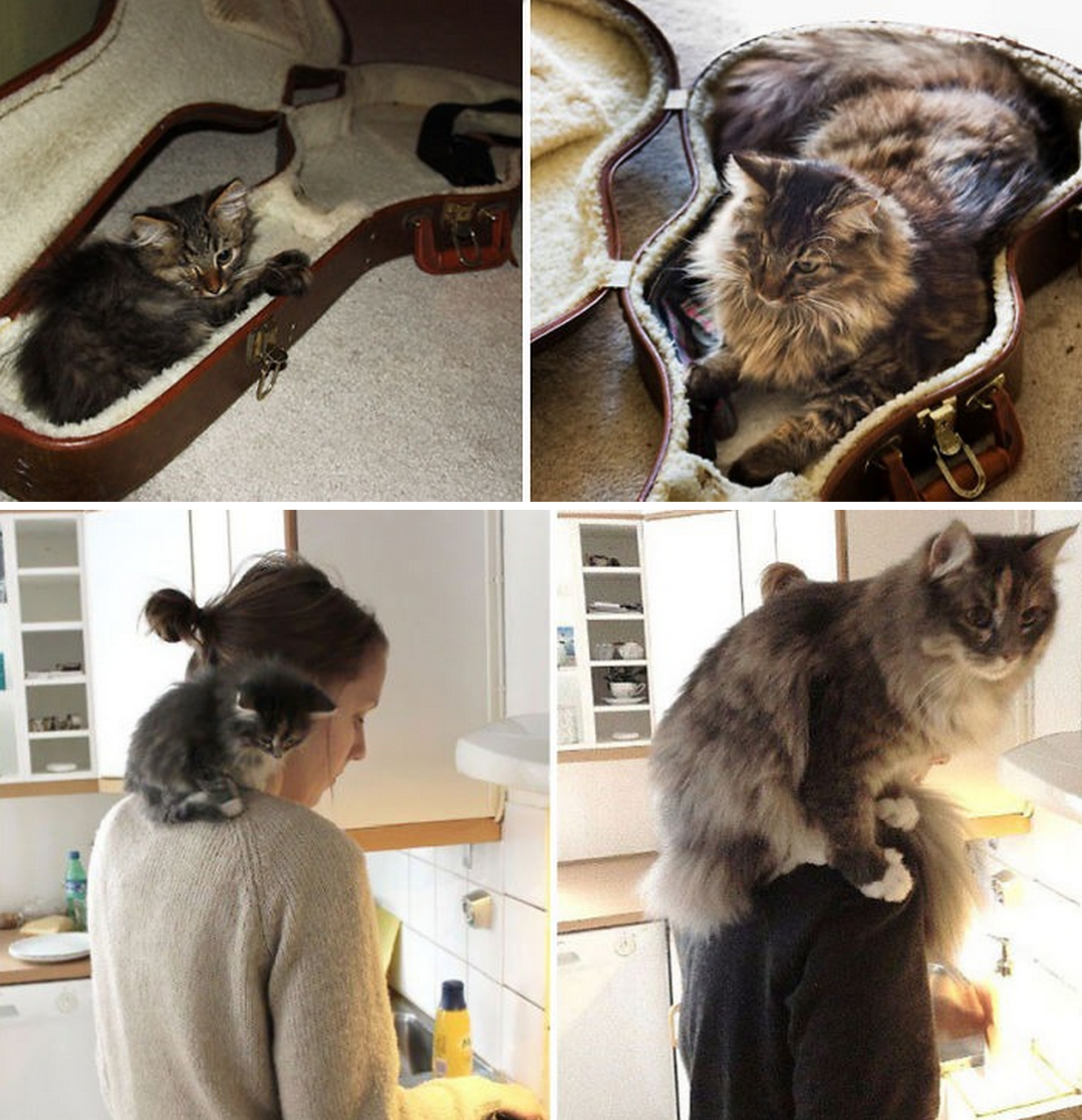 tastefullyoffensive:Before and After Photos of Cats Growing Up (photos via bored