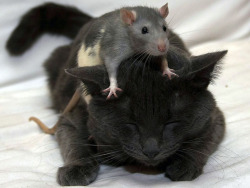 10knotes:This cat has a rat for a hat